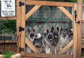 3-generations-of-elkhounds-Airybell, Hattie and Cowboy